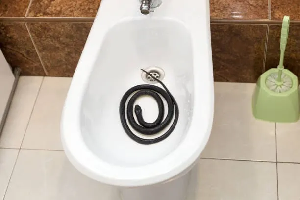Homem encontra "cobra" em seu vaso sanitário - quando o especialista a vê, ele sussurra: "Isso não é uma cobra..."