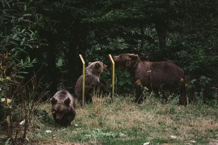 Mulher segue urso na floresta depois que ele se aproxima inesperadamente dela no ponto de ônibus