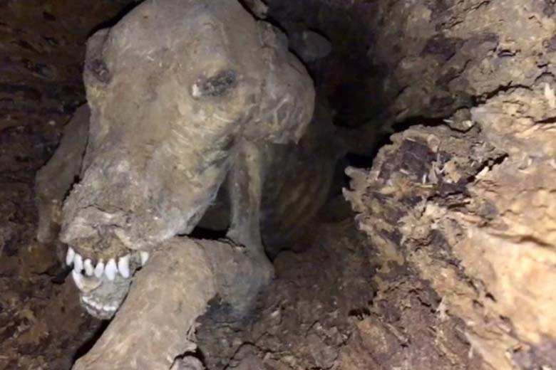 Houthakkers treffen in holle boom een bizar schepsel aan