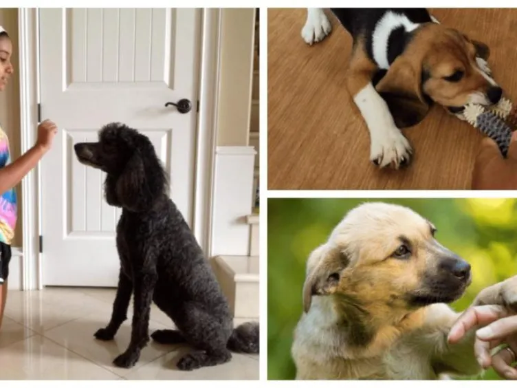 O que seu cão está realmente dizendo? Descubra 43 dicas para decifrar o código canino!