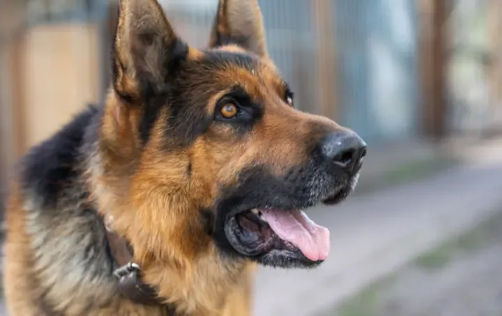 Todos os dias, um cão olha para um ralo de tempestade - um achado chocante quando aberto!