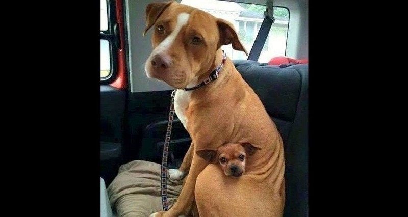 Deze pitbull weigerde het asiel te verlaten zonder zijn chihuahua vriend