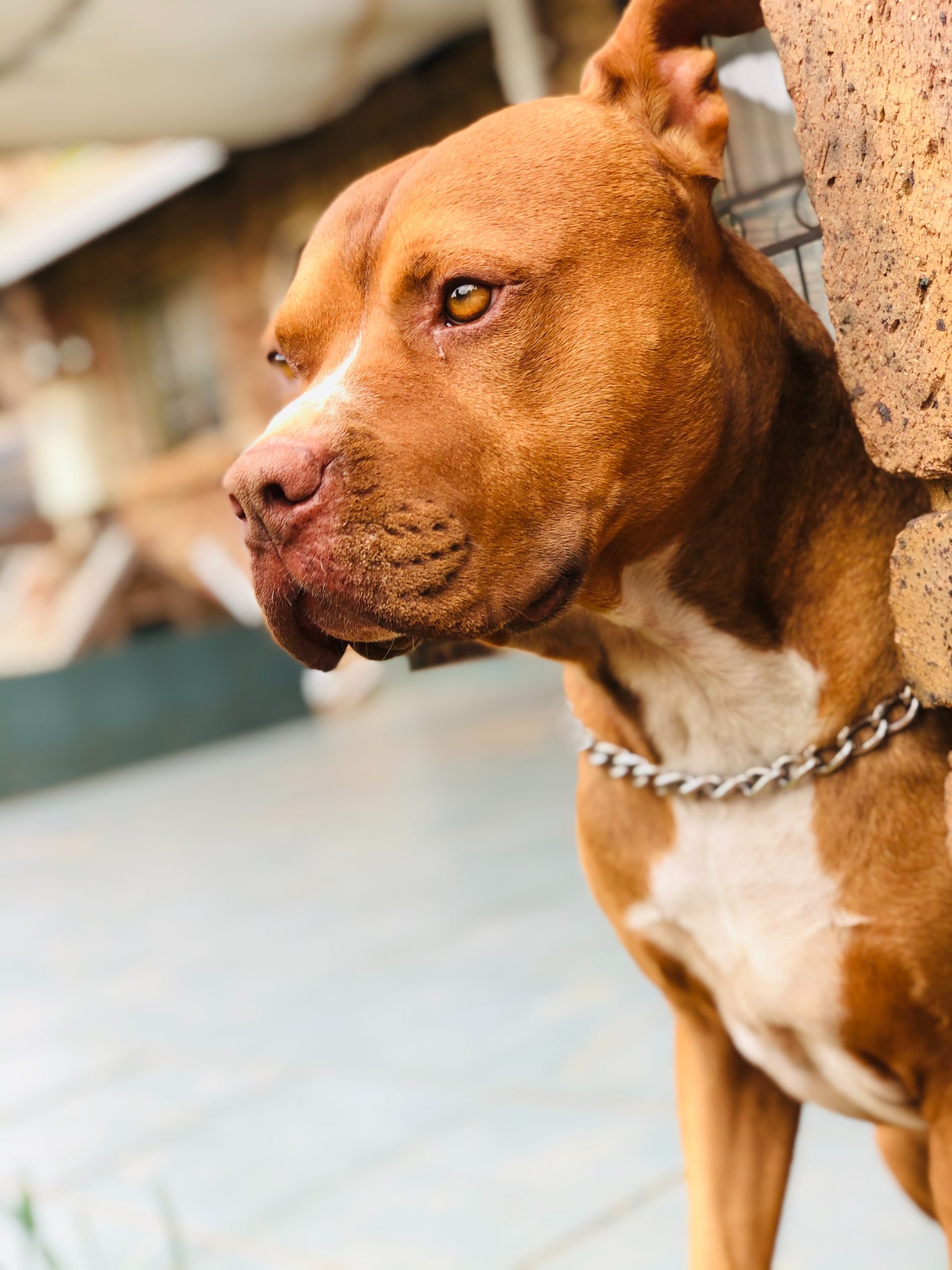 Deze pitbull weigerde het asiel te verlaten zonder zijn chihuahua vriend