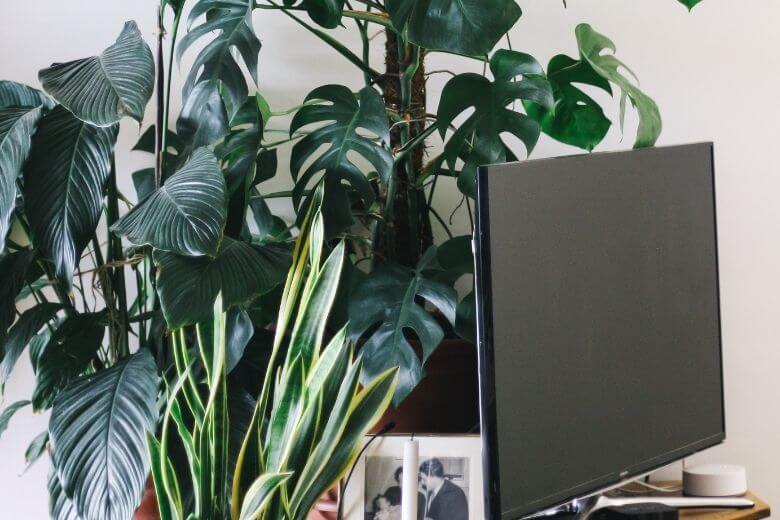 Com este hack da vida, você pode cultivar uma planta em casa em pouco tempo a partir de uma batata doce