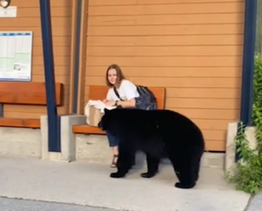 女性、バス停で突然クマが近づいてきたため、クマを追って森の中へ