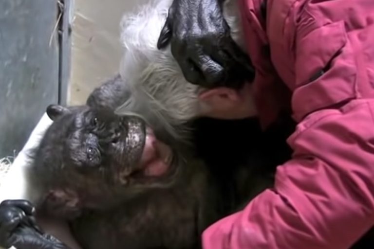 Vídeo comovente: Esta chimpanzé de 59 anos diz adeus a um velho amigo