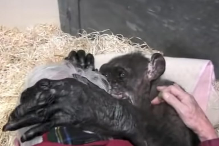 Vídeo comovente: Esta chimpanzé de 59 anos diz adeus a um velho amigo