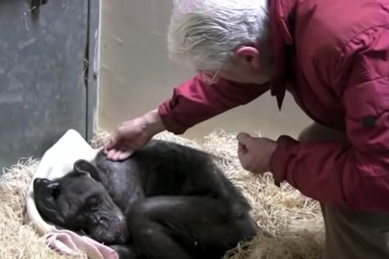 Vídeo comovente: Esta chimpanzé de 59 anos diz adeus a um velho amigo