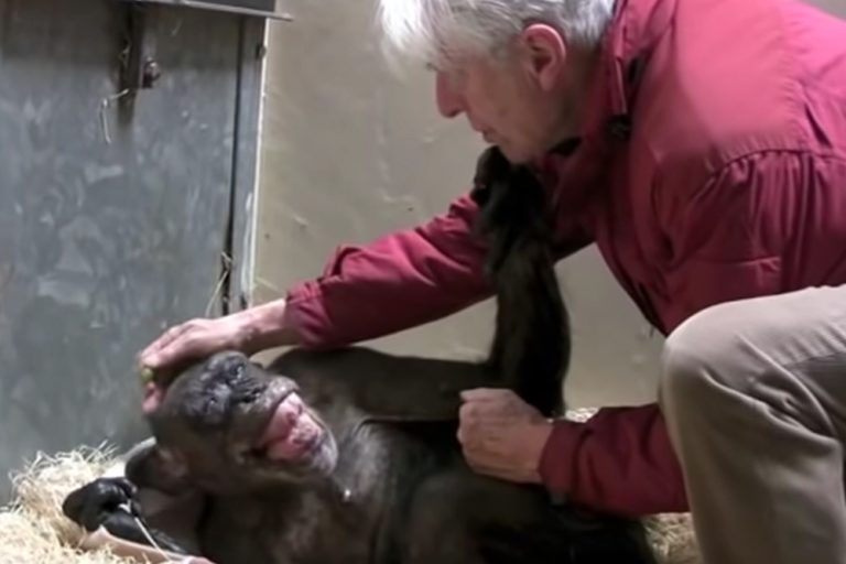 Vídeo comovente: Esta chimpanzé de 59 anos diz adeus a um velho amigo