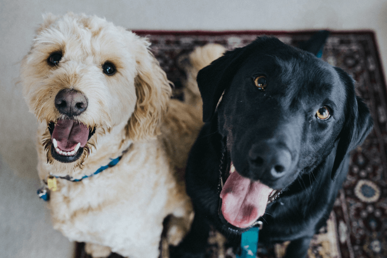 Pelos de animais em todos os lugares? Estas são algumas dicas para te ajudar a limpar