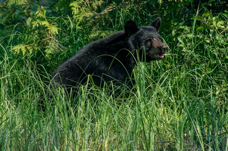 Mulher segue urso na floresta depois que ele se aproxima inesperadamente dela no ponto de ônibus