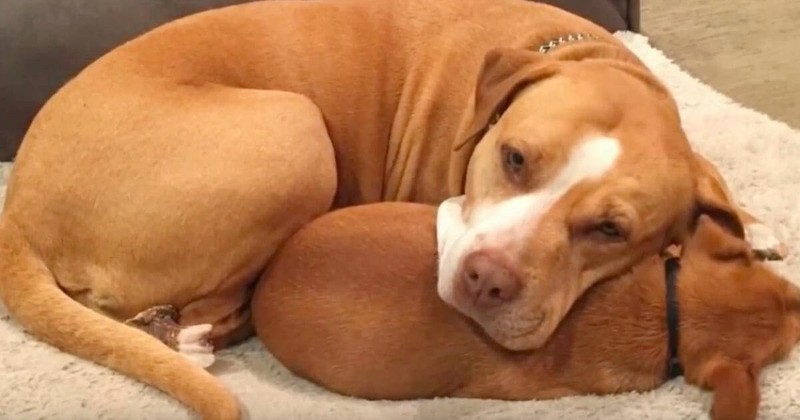 Deze pitbull weigerde het asiel te verlaten zonder zijn chihuahua vriend