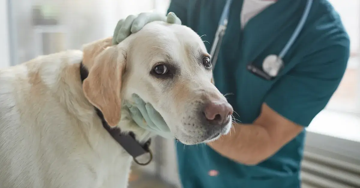 Se você tem cães, isso pode lhe preocupar