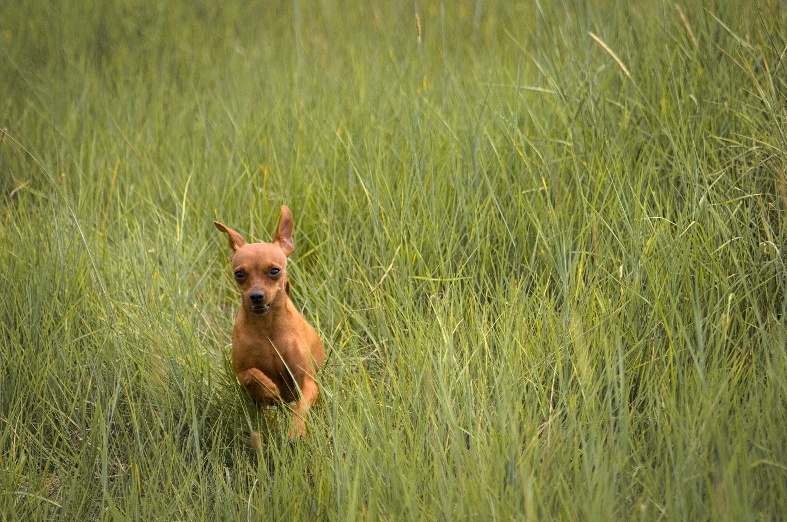 Deze pitbull weigerde het asiel te verlaten zonder zijn chihuahua vriend