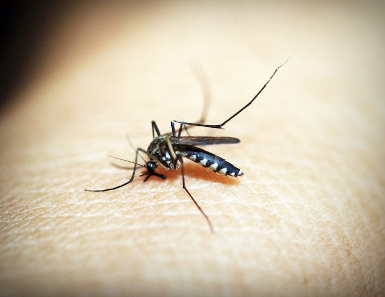 Ai, mosquitos! Com esse truque eles provavelmente ficarão longe