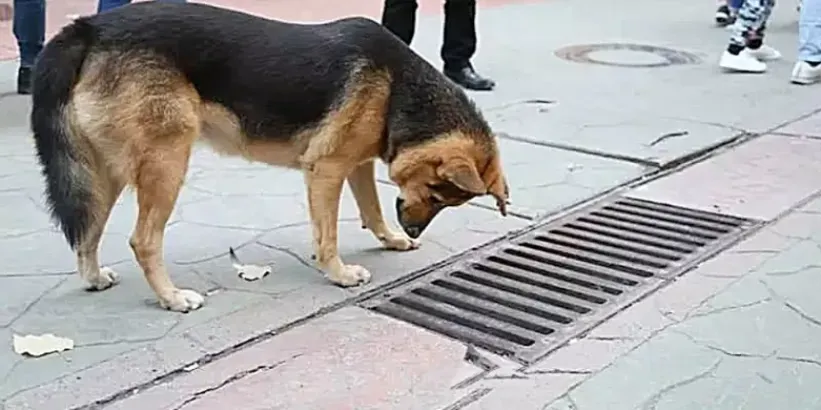 Todos os dias, um cão olha para um ralo de tempestade - um achado chocante quando aberto!