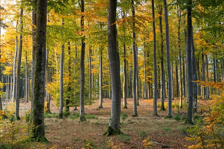 Houthakkers treffen in holle boom een bizar schepsel aan