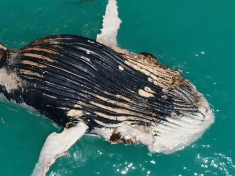 Você acha que já viu de tudo? Estas fotos de drone provam o contrário!