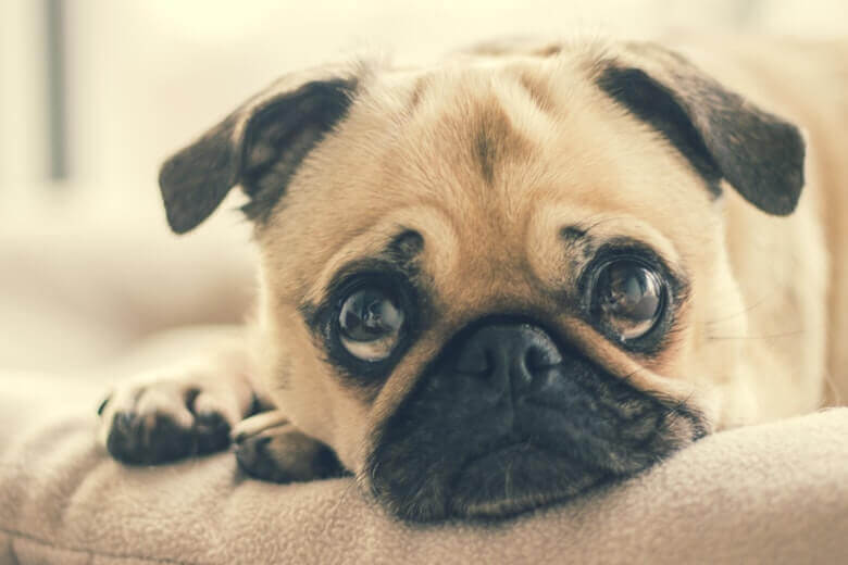 Engraçado! Isso é o que seu cão diz sobre seu caráter