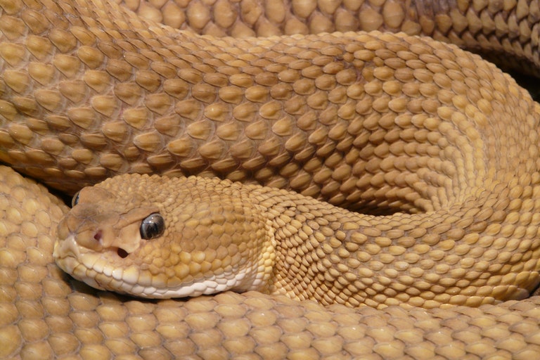 Esta cobra foi avistada na natureza – o veterinário fica chocado ao perceber por que ela é tão grande