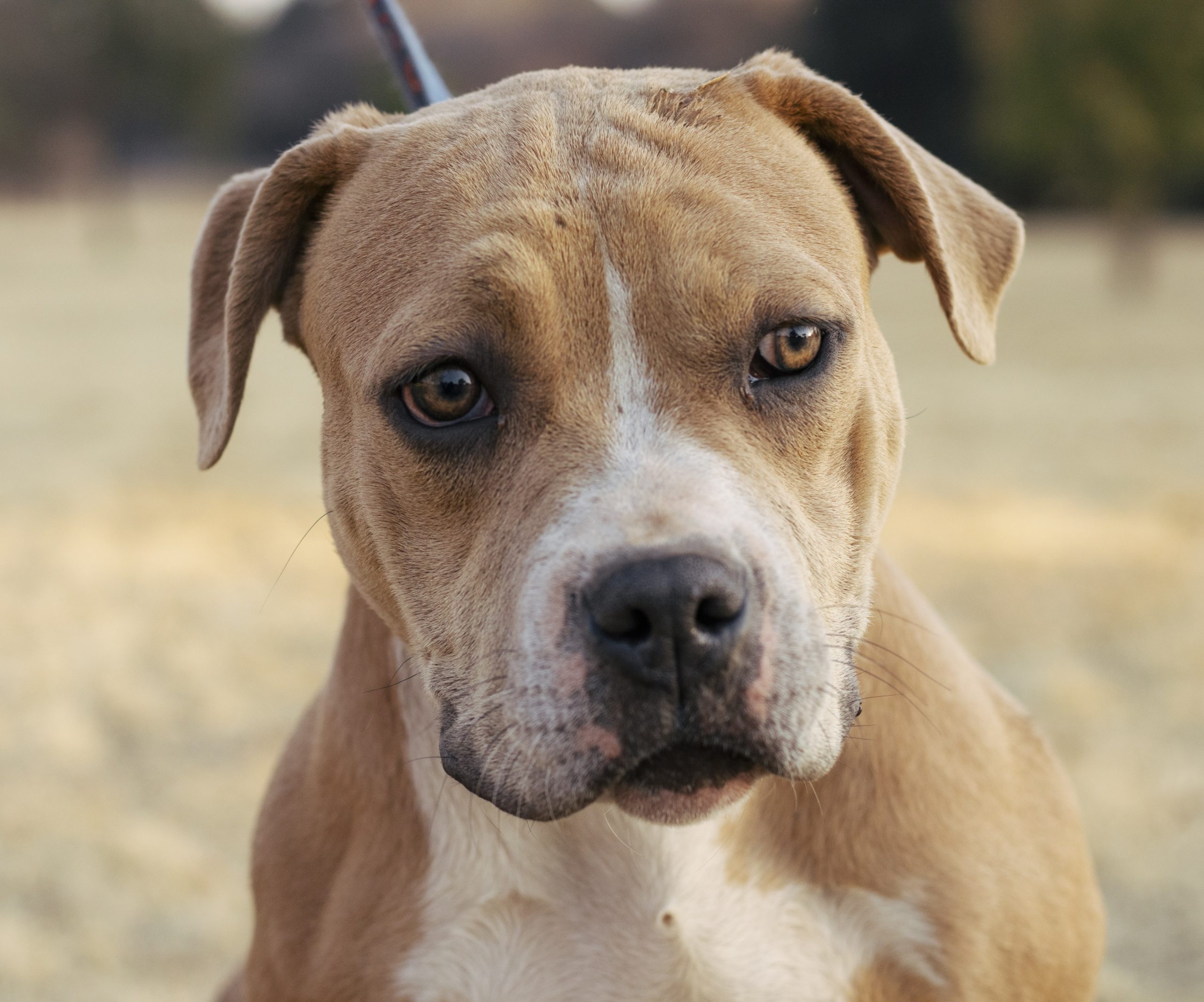 Deze pitbull weigerde het asiel te verlaten zonder zijn chihuahua vriend