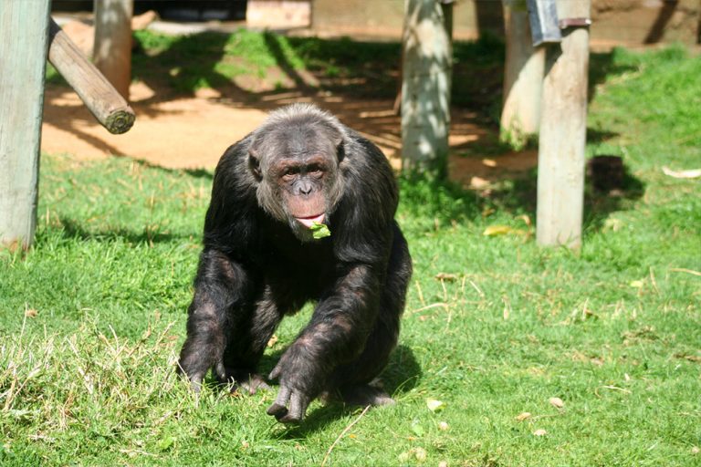 Vídeo comovente: Esta chimpanzé de 59 anos diz adeus a um velho amigo