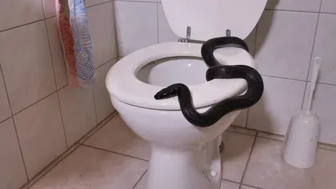 Homem encontra "cobra" em seu vaso sanitário - quando o especialista a vê, ele sussurra: "Isso não é uma cobra..."