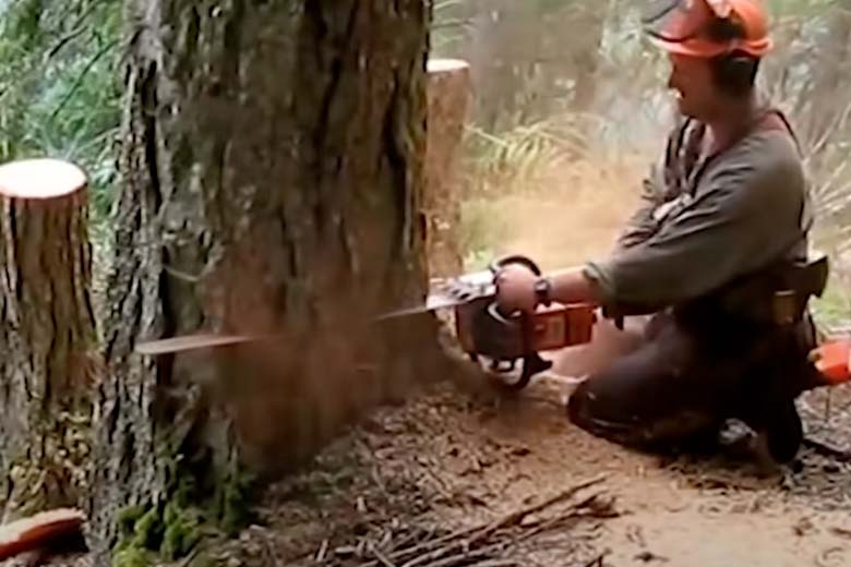 Houthakkers treffen in holle boom een bizar schepsel aan