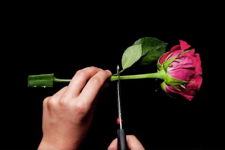 Para cultivar rosas mais bonitas, insira um talo de rosa em uma folha de aloe vera