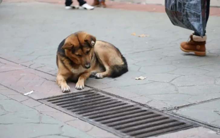 Todos os dias, um cão olha para um ralo de tempestade - um achado chocante quando aberto!