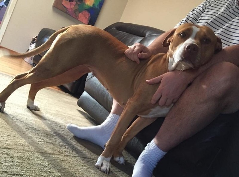 Deze pitbull weigerde het asiel te verlaten zonder zijn chihuahua vriend