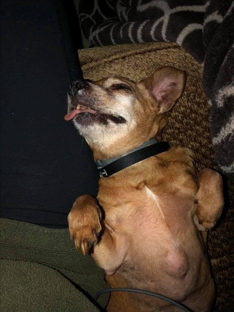 Deze pitbull weigerde het asiel te verlaten zonder zijn chihuahua vriend