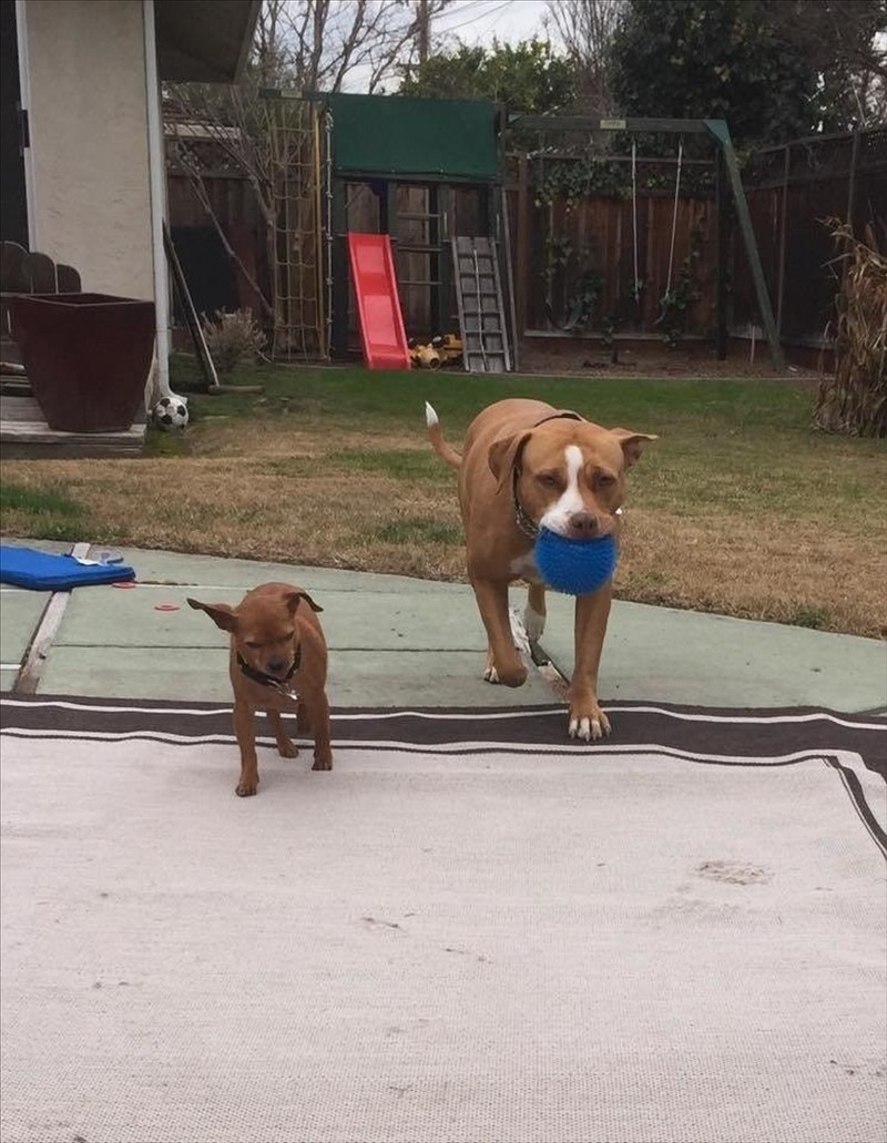 Deze pitbull weigerde het asiel te verlaten zonder zijn chihuahua vriend