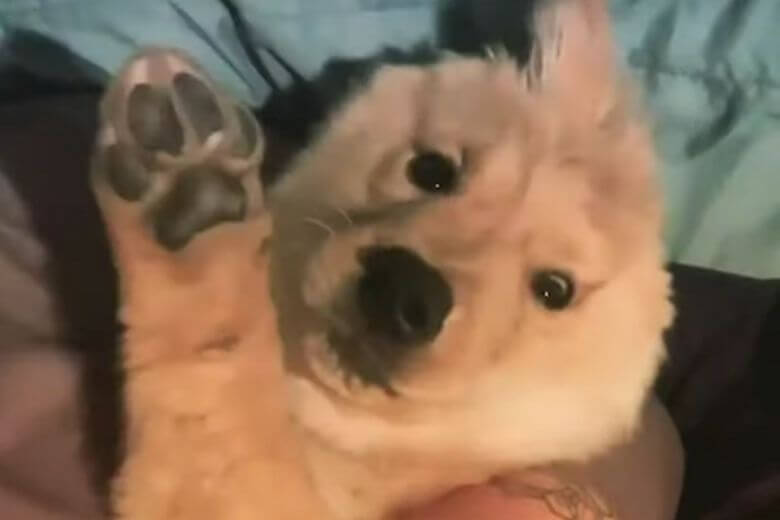 Bonita cachorrinha de uma orelha é um grande sucesso no Instagram