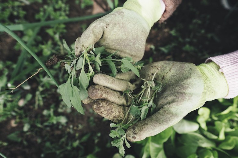 These 21 garden hacks will save you a lot of time and money