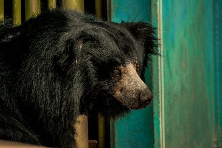 Mulher segue urso na floresta depois que ele se aproxima inesperadamente dela no ponto de ônibus