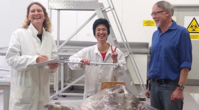Massive, Mysterious Sea Monster Found on California Beach Stumps Scientists