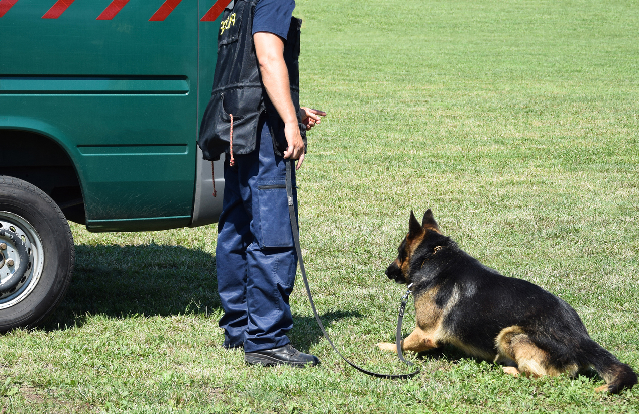 Oude politiehond doet bijzondere vondst met behulp van zijn baasje