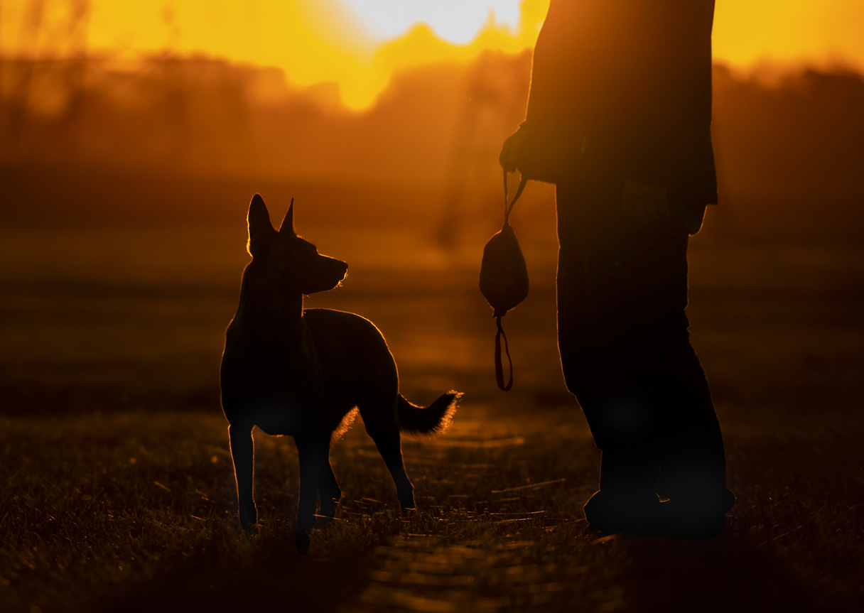 Oude politiehond doet bijzondere vondst met behulp van zijn baasje