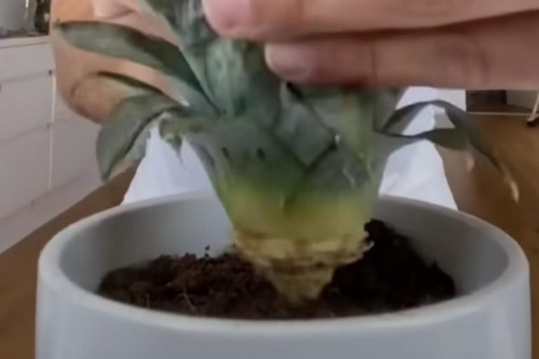 Why You Should Stop Throwing Away The Top Leaves Of Your Pineapples
