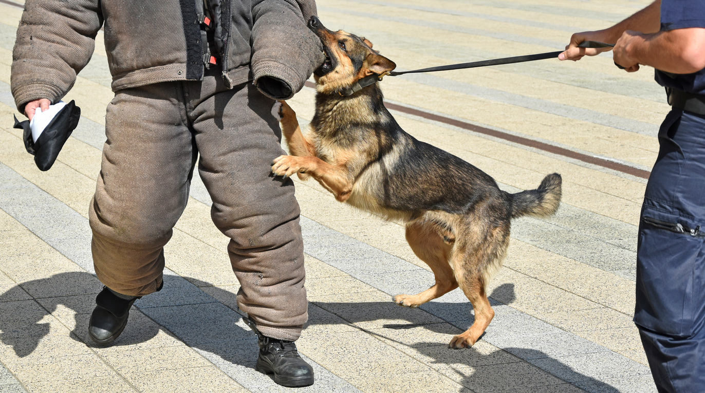 Oude politiehond doet bijzondere vondst met behulp van zijn baasje