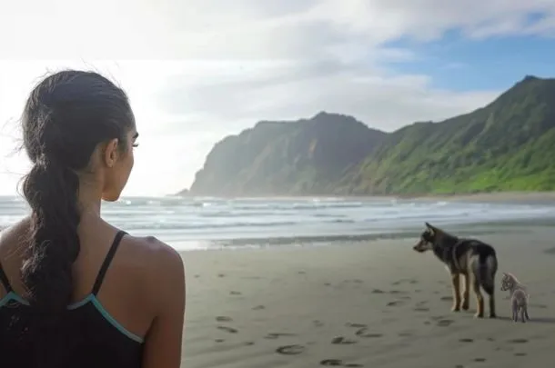 Woman Follows Wolf into the Sea After It Approaches Her on the Beach