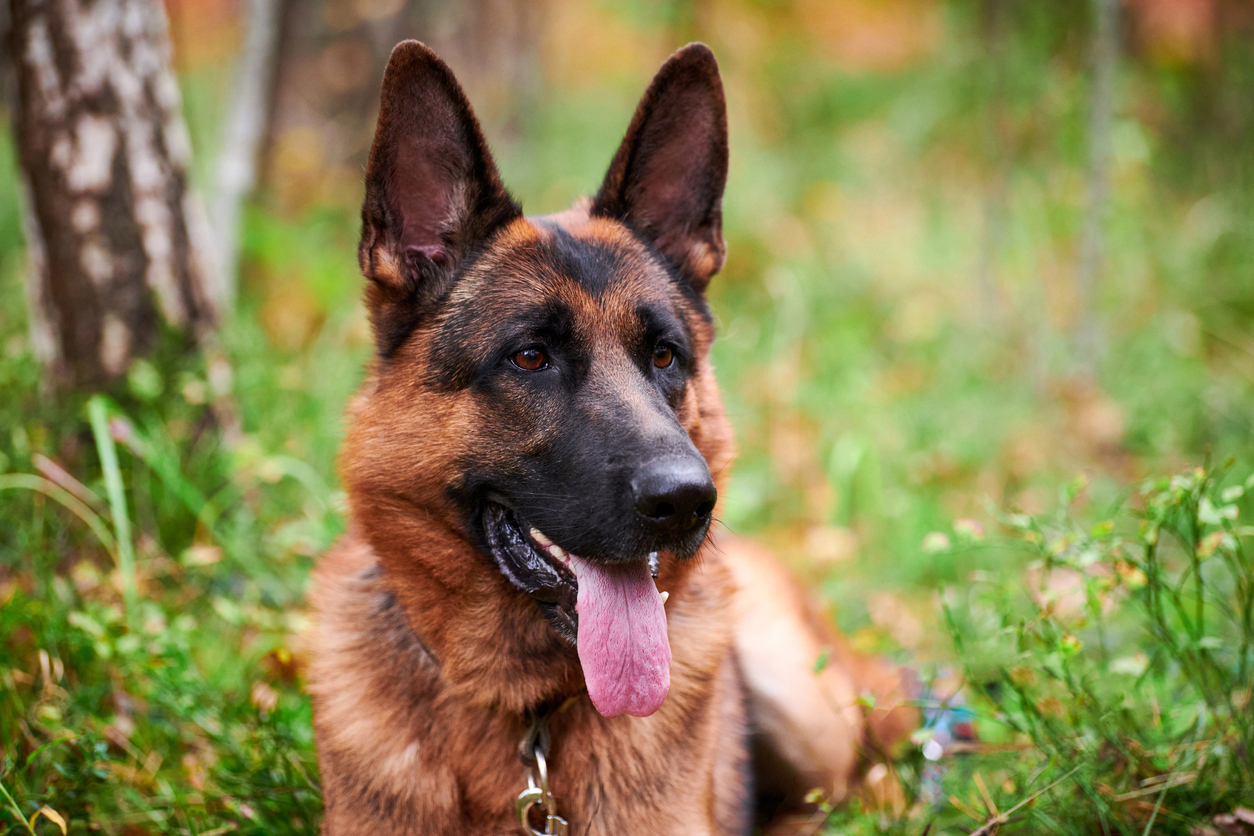 Oude politiehond doet bijzondere vondst met behulp van zijn baasje