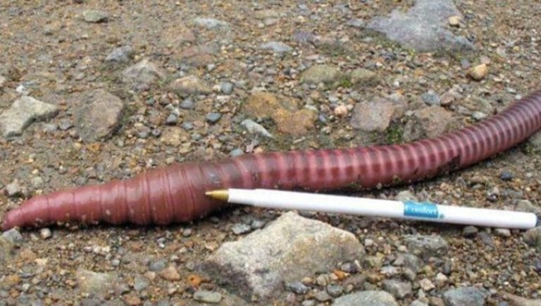 Leven er gigantische regenwormen in jouw achtertuin? Leer de waarheid achter deze mysterieuze wezens