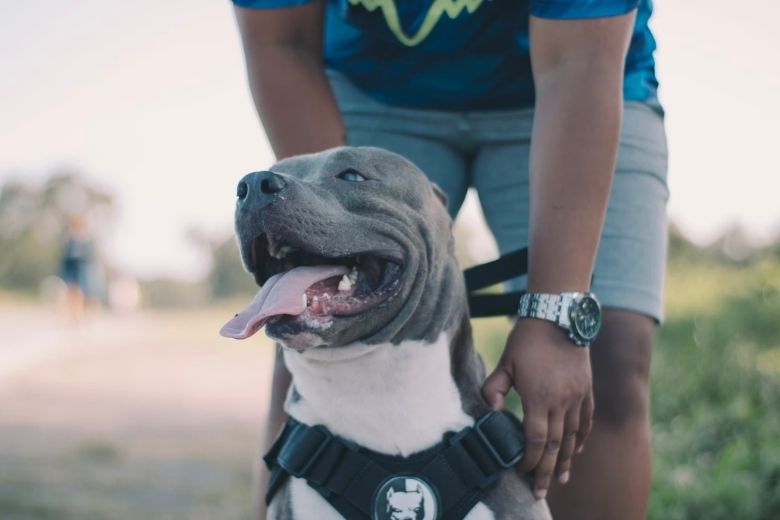 Man vindt pitbull vastgebonden aan een boom en leest het briefje dat er naast ligt