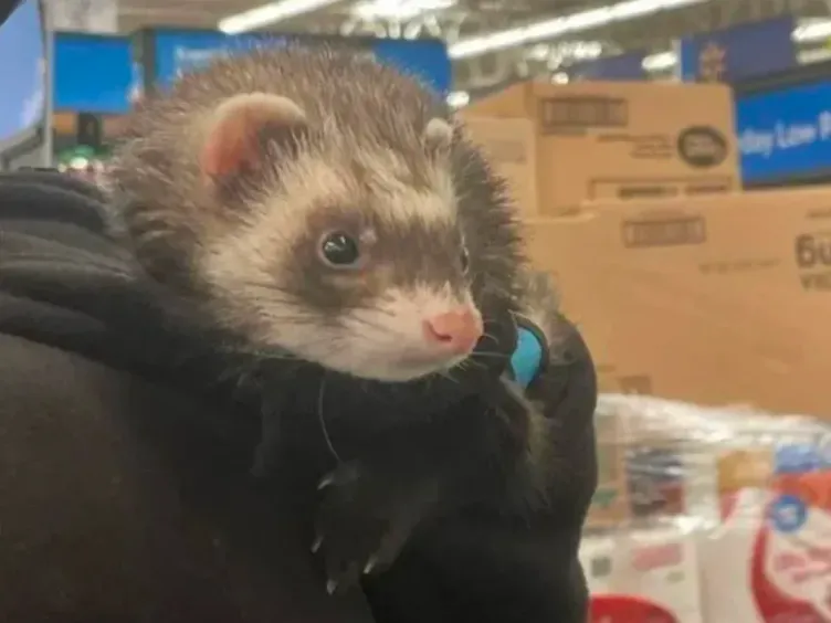 Aisle Antics: 37 sytuacji, w których zakupy spożywcze okazały się przezabawne!