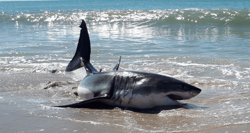 Massive, Mysterious Sea Monster Found on California Beach Stumps Scientists