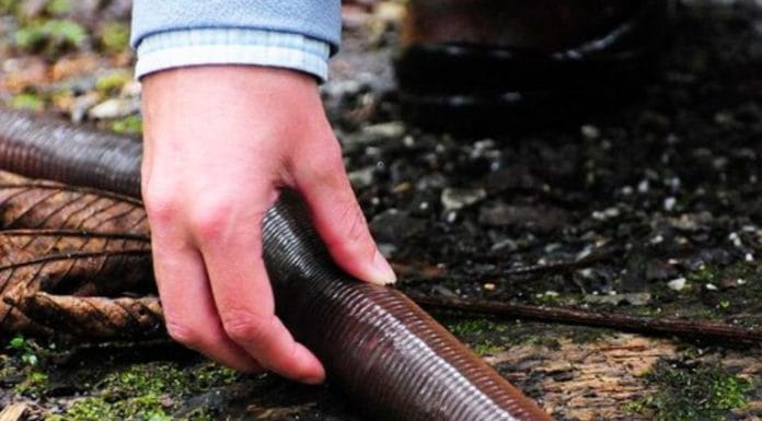Leven er gigantische regenwormen in jouw achtertuin? Leer de waarheid achter deze mysterieuze wezens