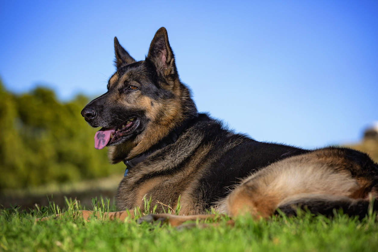 Oude politiehond doet bijzondere vondst met behulp van zijn baasje