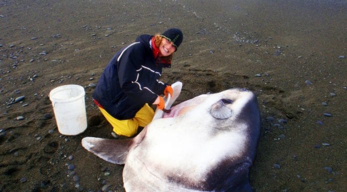 Massive, Mysterious Sea Monster Found on California Beach Stumps Scientists